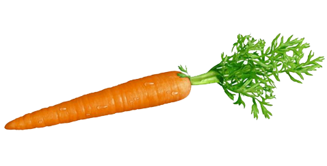 Carrot Quality Clipart Photos 25857 Carrot Quality Clipart Photos 25857