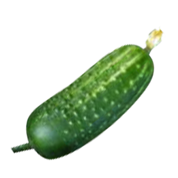 Field Cucumber Transparent Picture 25892 Field Cucumber Transparent Picture 25892