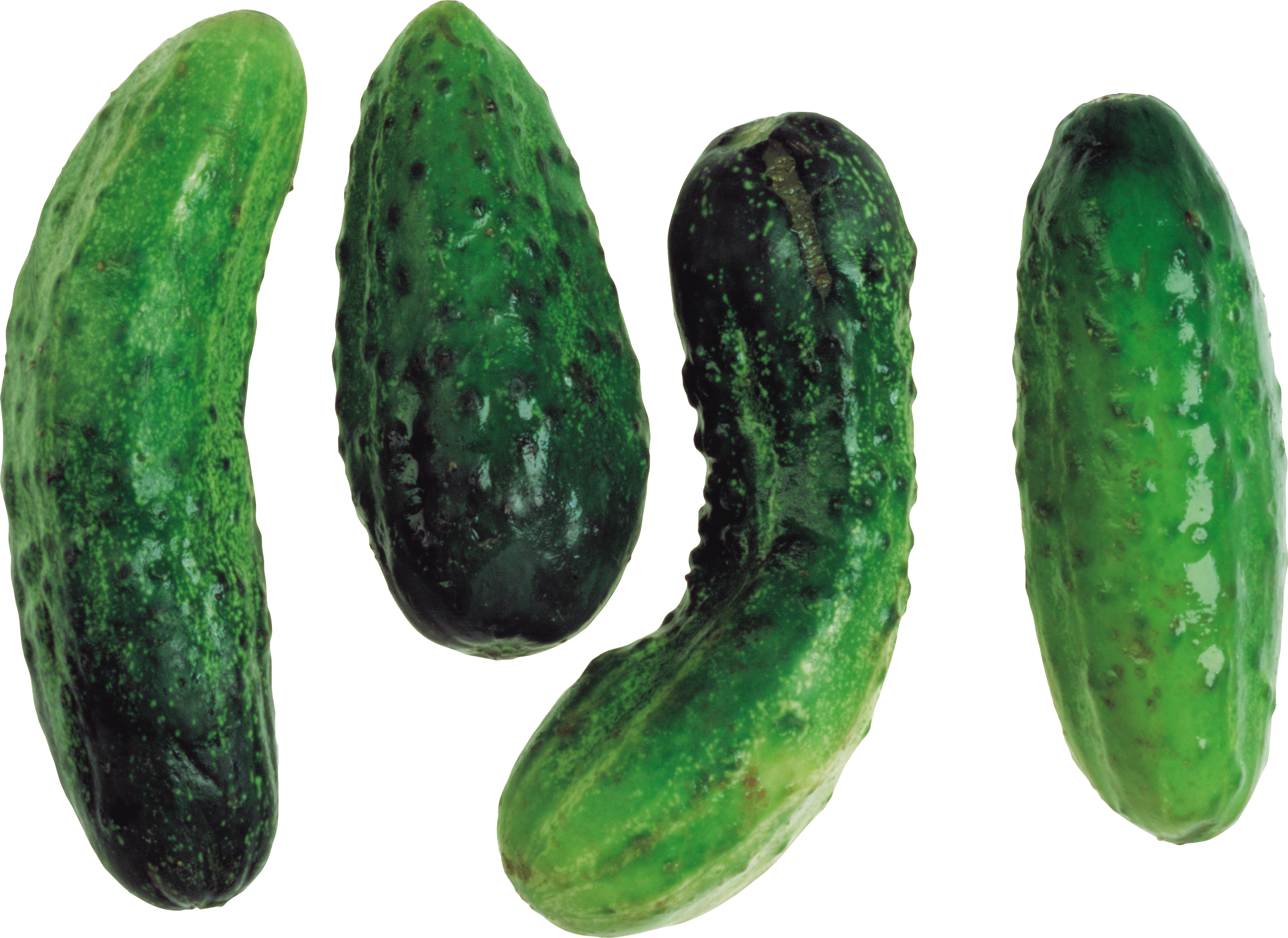 Cucumber Exhibition Transparent Photo 25896 Cucumber Exhibition Transparent Photo 25896