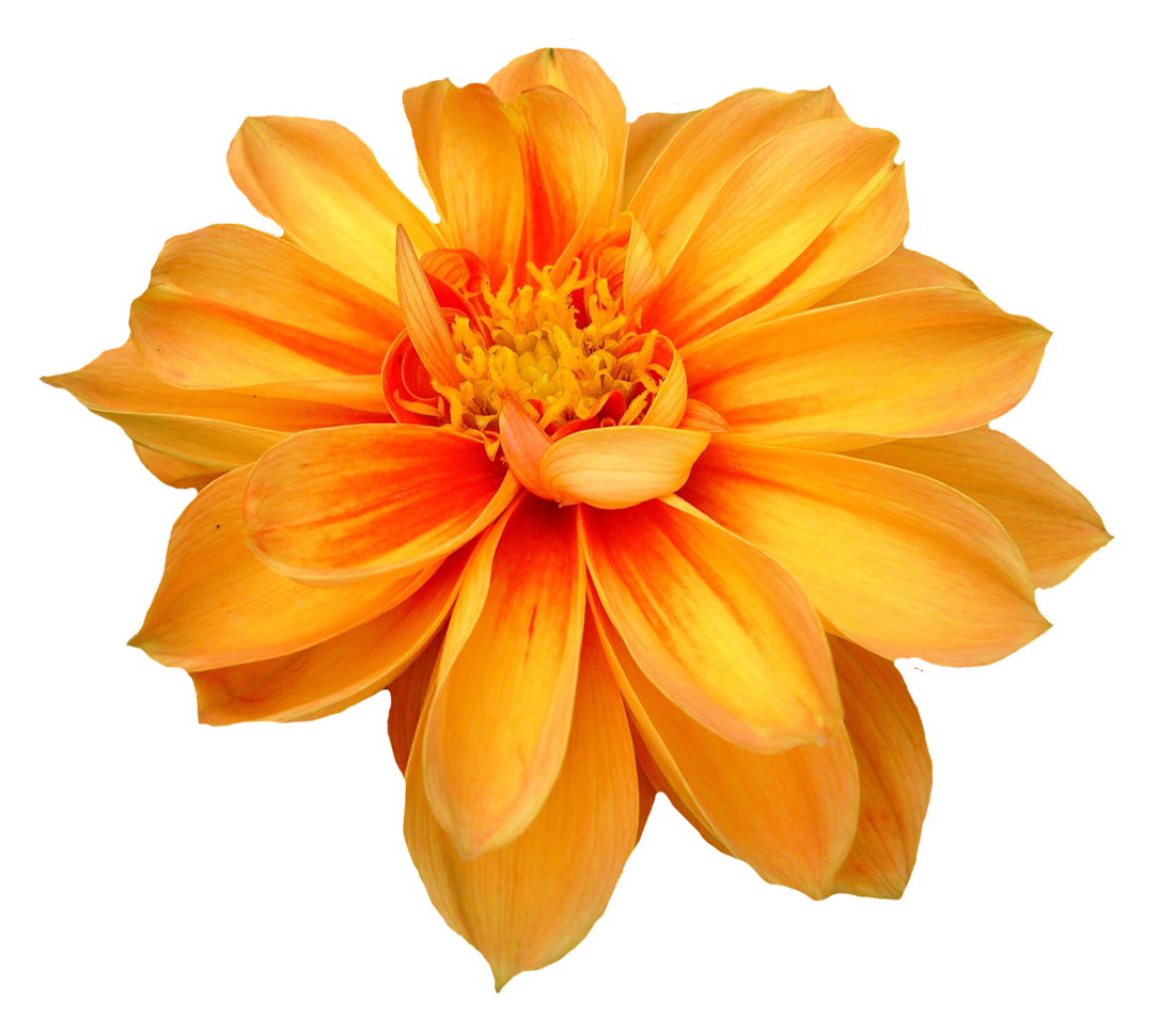 Dahlia Flower Png Orange Transparent Image 6470 Dahlia Flower Png Orange Transparent Image 6470