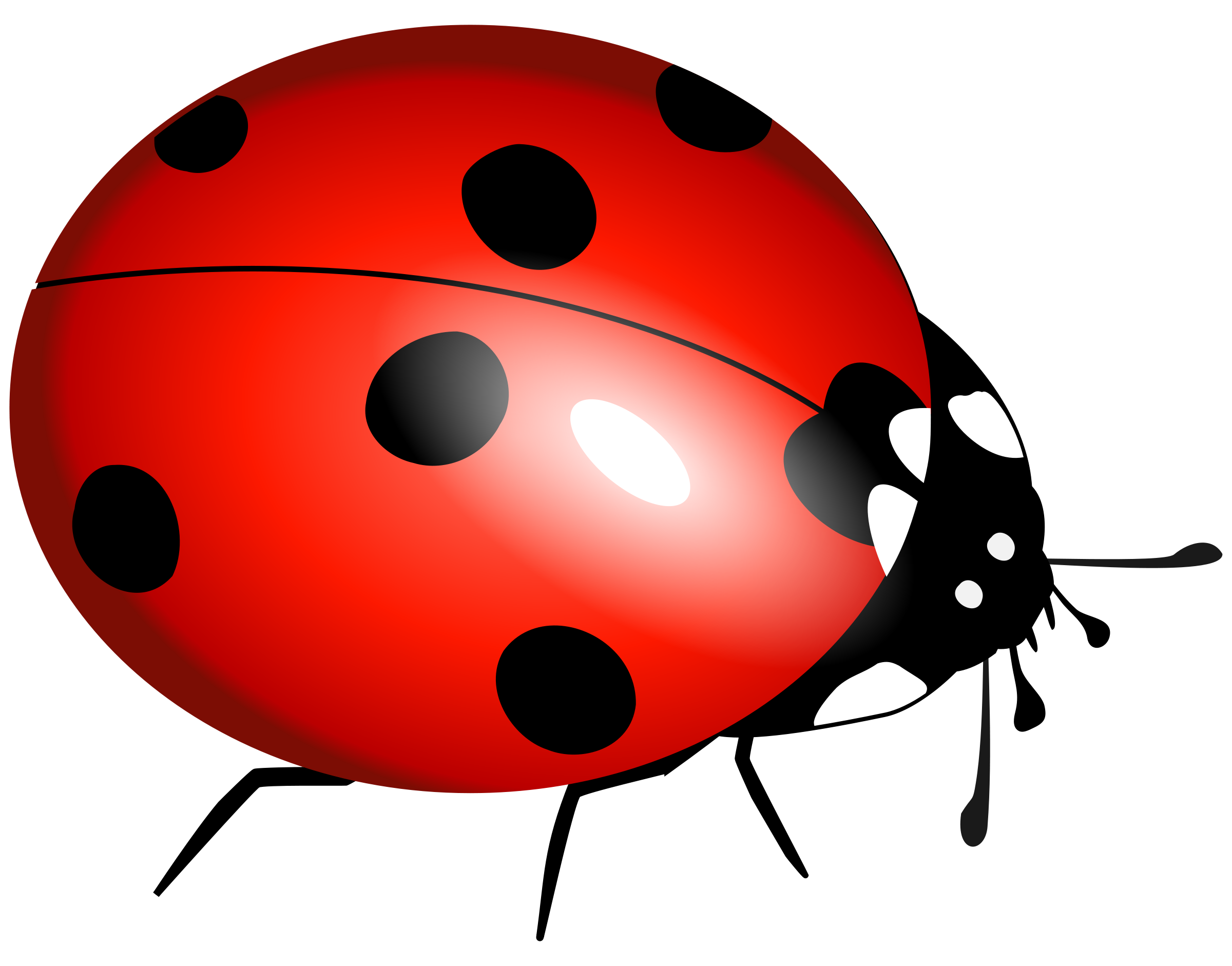 ladybug clipart file 14374