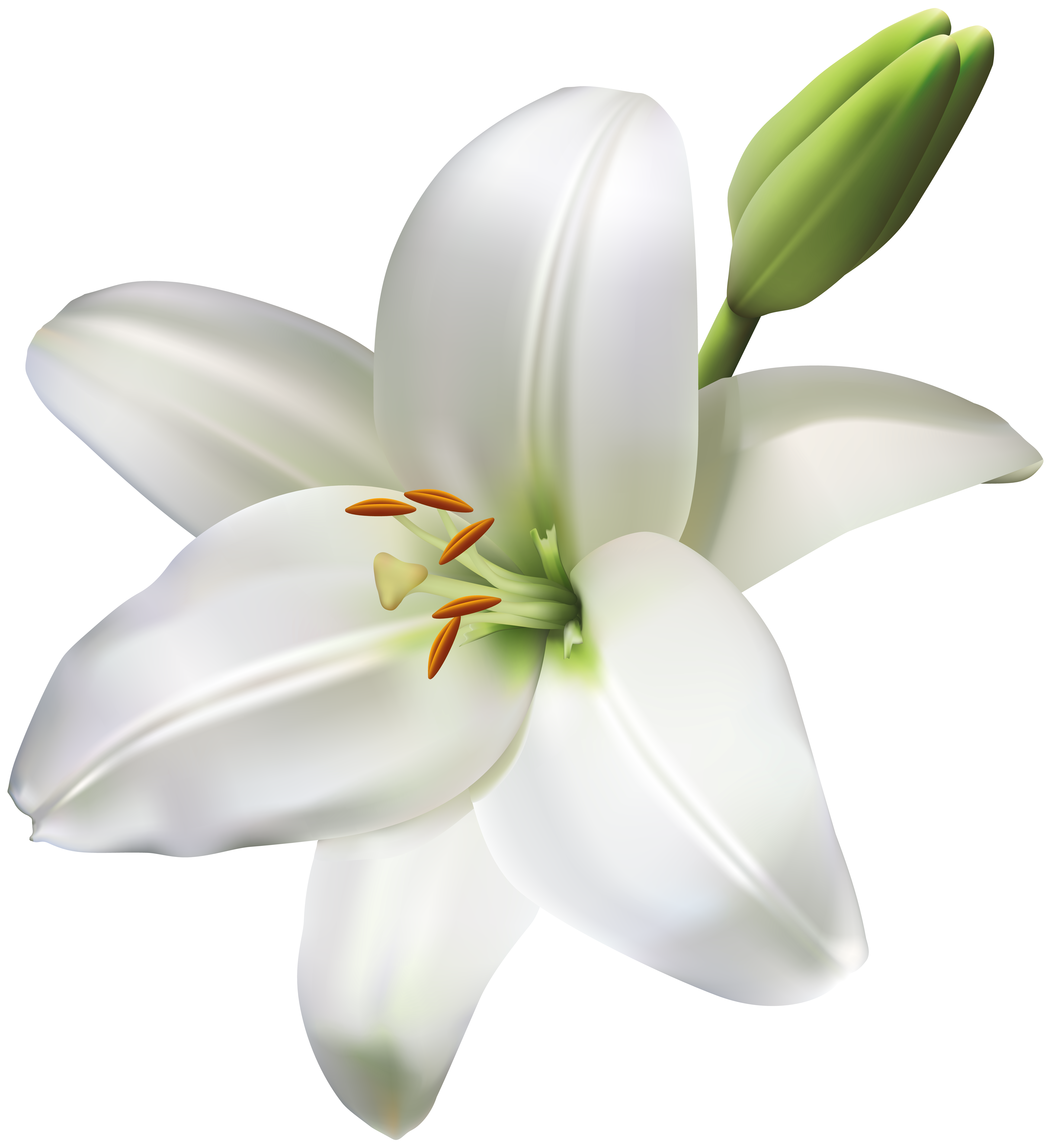 lily flower free download