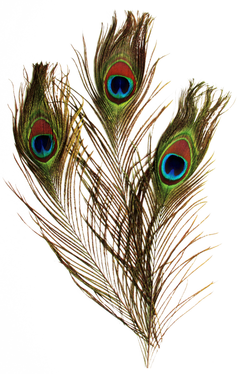 Peacock Feather Pictures 3114 Peacock Feather Pictures 3114