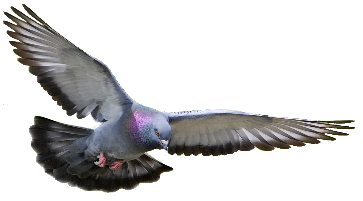 pigeon clipart photo 14391 transparentpng