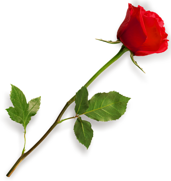 rose flowers hd photo 16228 transparentpng