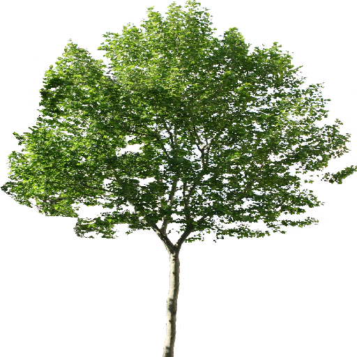 Single Tree Png 6388 Single Tree Png 6388