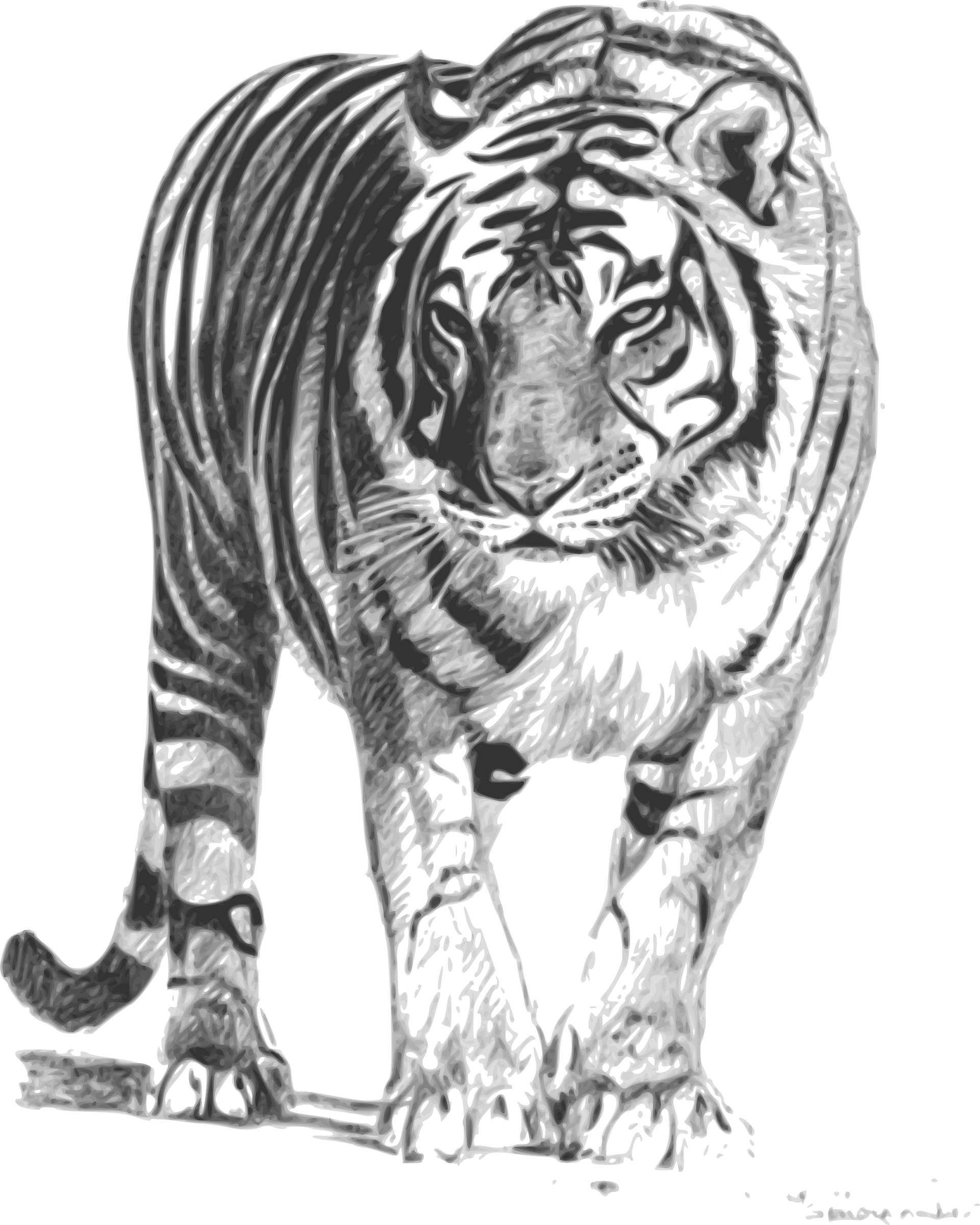 white tiger hd image 19346 transparentpng