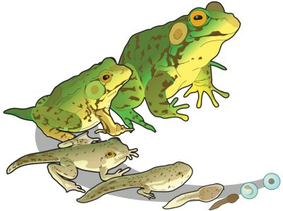 Amphibians Frogs Clipart Of Large Size And Small, Jumping Frogs Baby PNG Images