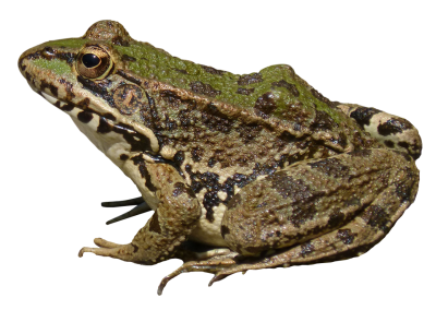 PNG Green Image Patterned Frog, Amphibian, Tailless Frog, Anura, Frogs Double Lives PNG Images