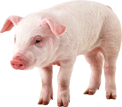 Pink Pig Animal, Mud, Dirty Transparent PNG Images