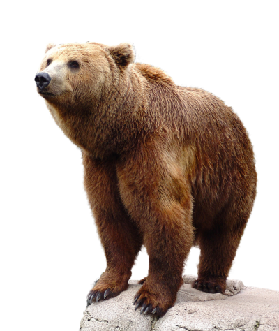 Wild Brown Bear Animal HD Png Background PNG Images