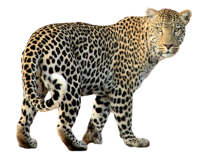 Patterned Leopard Animal Png Images Variety PNG Images