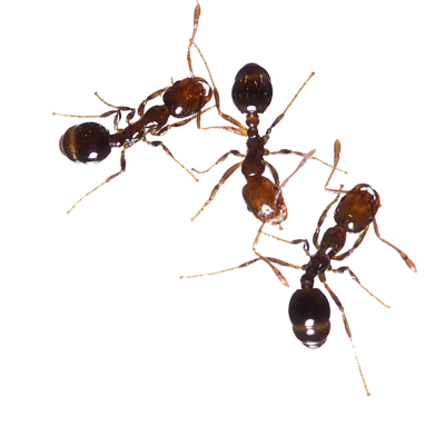 Three Fire Ants, Burn, Anomma Image PNG Images