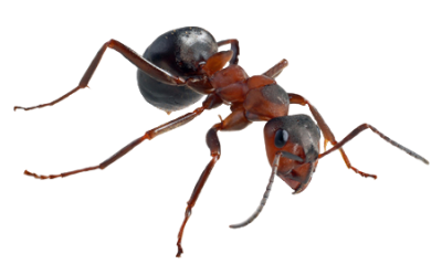 Long Red Ant, Ant Image With Antenna Download PNG Images