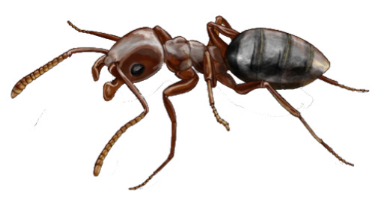 Ant Clipart Photo PNG Images