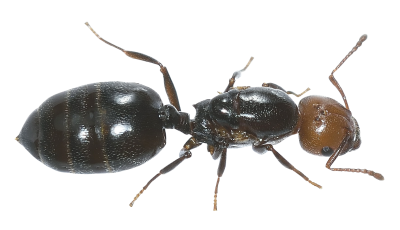 Greater Yellow Headed Ant Transparent PNG Images