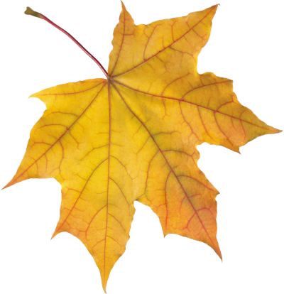 Autumn Leaves Amazing Image Download PNG Images
