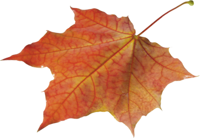 Download Autumn Leaves PNG PNG Images