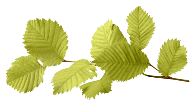 Green Autumn Leaves Cut Out PNG Images