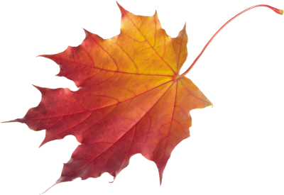 Autumn Leaves PNG Picture PNG Images