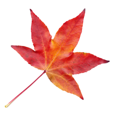 Autumn Leaves Clipart PNG File PNG Images