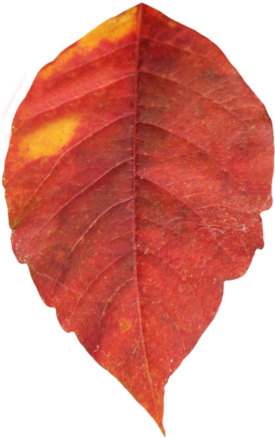 Autumn Leaves Free PNG PNG Images