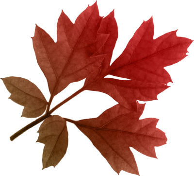 Autumn Leaves Free Download Transparent PNG Images
