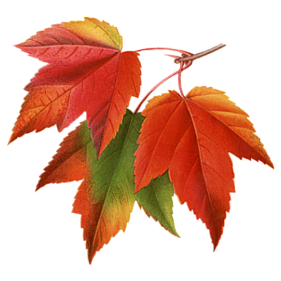 Autumn Leaves Clipart PNG Photos PNG Images