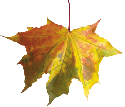 Autumn Leaves HD Photo Png PNG Images