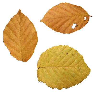 Autumn Leaves Simple PNG Images