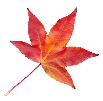 Autumn Leaf Png Transparent Images PNG Images