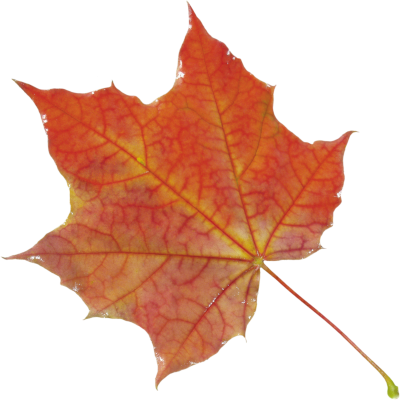 Autumn Leaves Old Png Images PNG Images