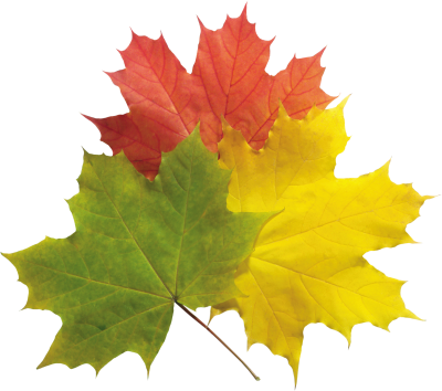 Autumn Png Leaves Pictures PNG Images