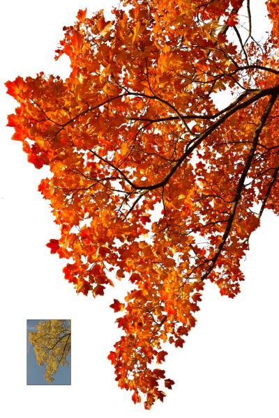 Autumn, Spring, Winter, Seasons, Leaf, Pictures PNG Images