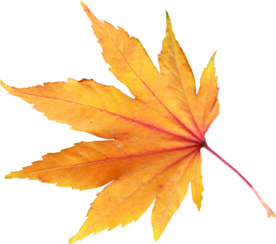 Yellow Leaves, Autumn, Spring, Winter, Seasons, Leaf, Png PNG Images
