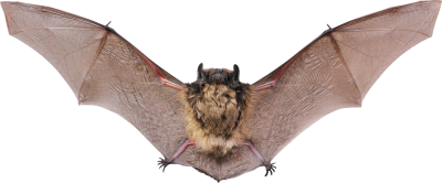 Giant Bat With Big Wings Transparent Dekstop Background PNG Images