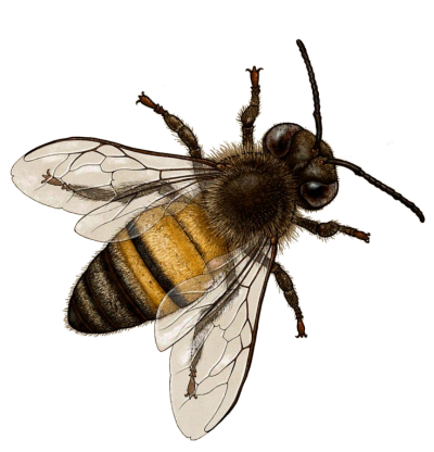 Sideways Bee Png Background Download PNG Images