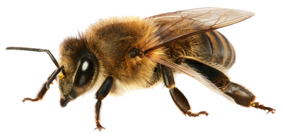 New Gold Bee Background Transparent PNG Images