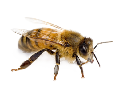 Near Gold Bee Hd Transparent Free Download PNG Images