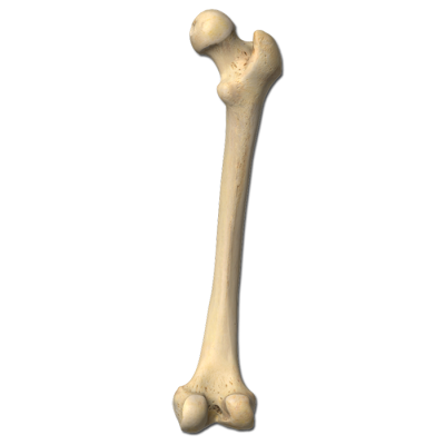 Bones Picture PNG Images