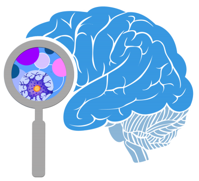 Brain High Quality PNG PNG Images