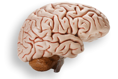 Real Brain Clipart PNG Images