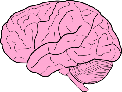 Brain Vector PNG Images