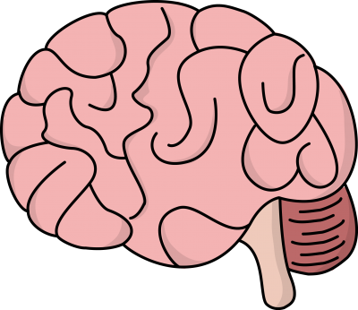 Brain Picture PNG Images