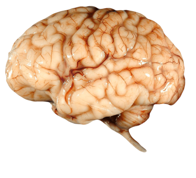Real Brain PNG Icon PNG Images