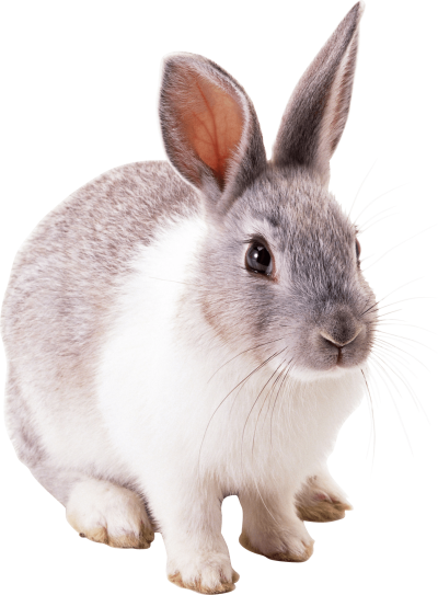 Gray White Bunny Image Png PNG Images