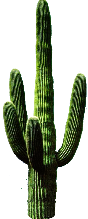 Cactus Free PNG PNG Images