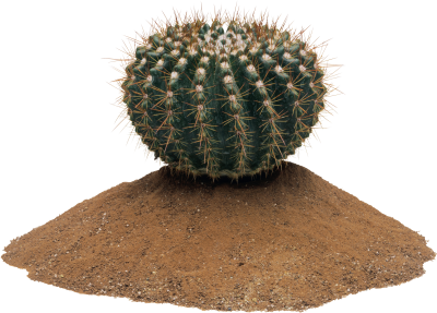 Cactus Picture PNG Images