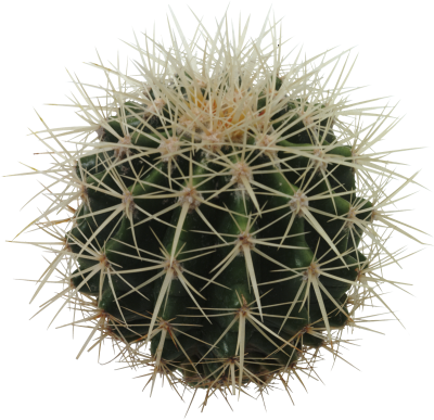 Download Cactus PNG PNG Images