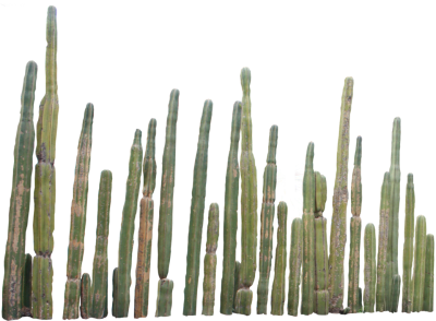 Cactus PNG Picture PNG Images